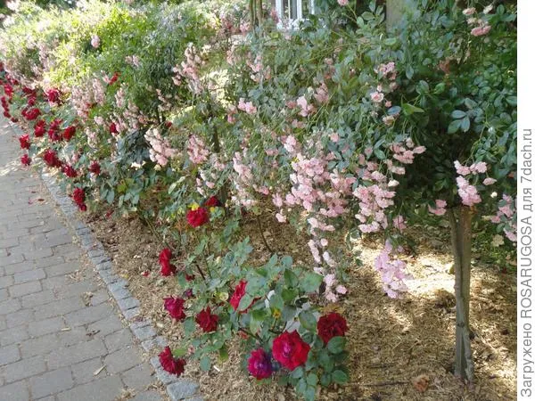 Розы на штамбе. Фото автора