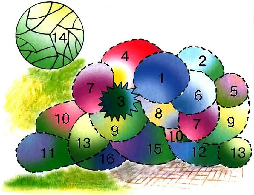 Схема пышной клумбы, украшающей фасад дома (размеры цветника - 4 х 3,5 м): 1 - мордовник обыкновенный; 2 - вероникструм виргинский; 3 - колосняк песчаный; 4 - космос дваждыперистый; 5 - георгина культурная; 6 - синеголовник альпийский; 7 - флокс метельчатый; 8 - полынь Людовика; 9 - антирринум большой; 10 - агератум Хоустона (высокорослые сорта); 11 - котовник Фассена; 12 - агератум Хоустона (низкорослый сорт); 13 - бархатцы прямостоячие; 14 - дерен белый; 15 - гелиотроп перувианский; 16 - петуния садовая