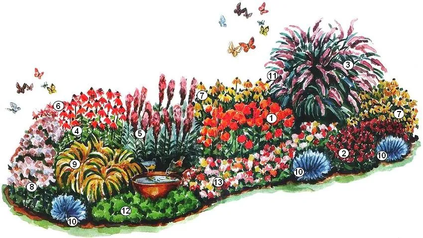 Схема цветника с медоносными растениями, привлекающими бабочек: 1 - ваточник клубневый (или тысячелистник «Anthea»); 2 - астра новоанглийская «Purple Dome» (или «Red Star»); 3 - буддлея Давида; 4 - эхинацея пурпурная «Bright Star» (или флокс метельчатый «Eva Cullum'l»); 5 - лиатрис колосковая «Floristan Violet»; 6 - монарда двойчатая; 7 - рудбекия блестящая «Goldsturm» (или кореопсис крупноцветковый «Sunray»); 8 - очиток «Matrona» (или ирис «Bandury Ruffles»); 9 - золотарник «Golde Fleece» (или скабиоза «Butterfly»); 10 - овсяница сизая «Elijah Blue» (или молочай многоцветный); 11 - лобулярия морская; 12 - петрушка кудрявая; 13 - цинния изящная