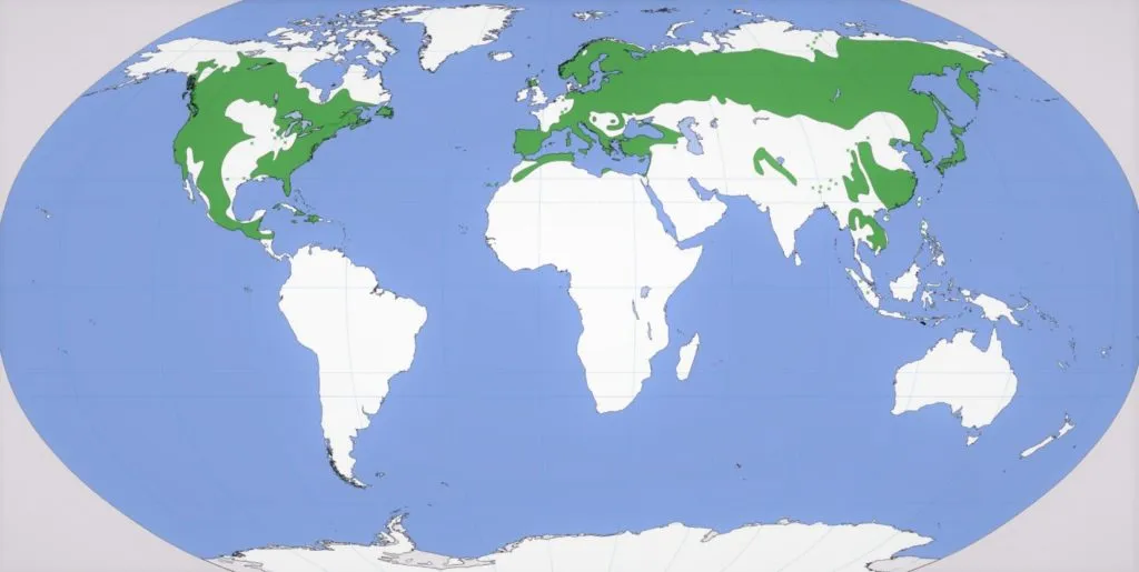 Карта распространения сосен