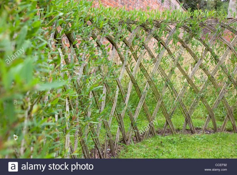 Старый живой забор из ивы