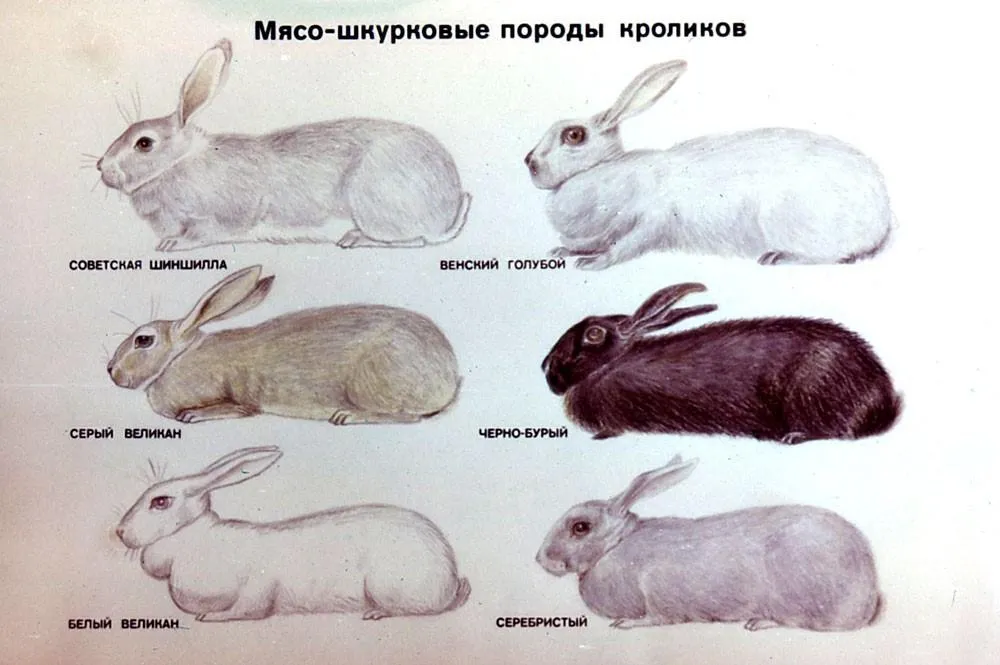 Мясо-шкурные породы кроликов