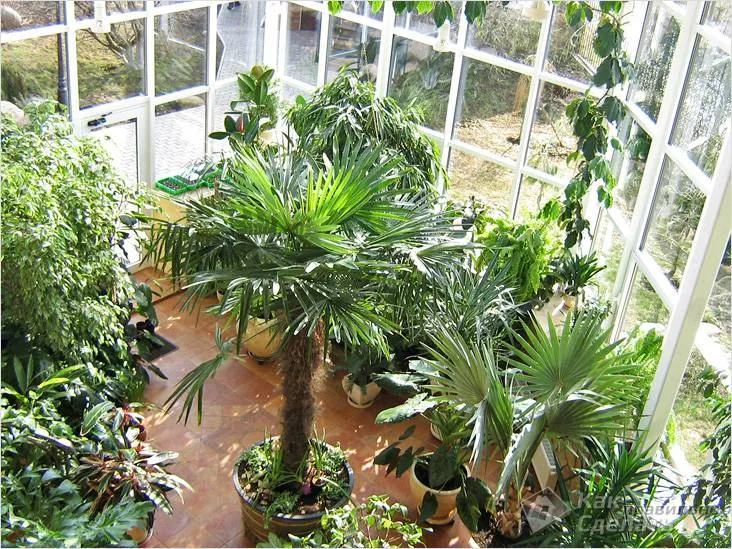 Сад с тропическими растениями